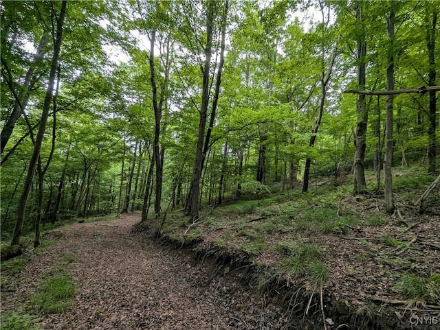Paynesville Hill Rd, Independence, NY 14897 - photo 27