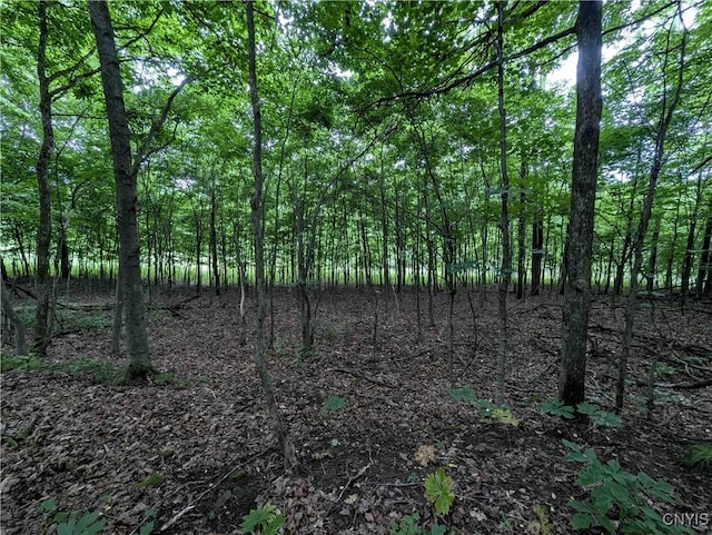 Paynesville Hill Rd, Independence, NY 14897 - photo 28