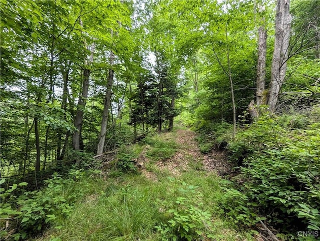 Paynesville Hill Rd, Independence, NY 14897 - photo 29