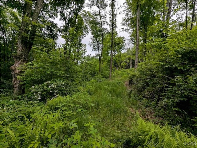 Paynesville Hill Rd, Independence, NY 14897 - photo 30