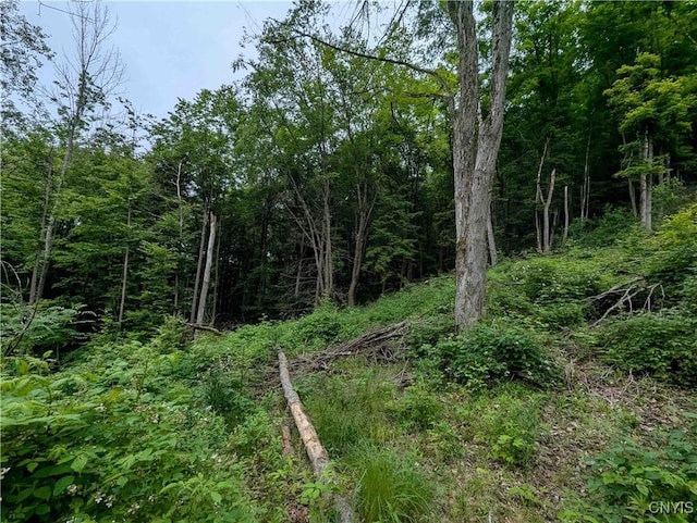 Paynesville Hill Rd, Independence, NY 14897 - photo 31