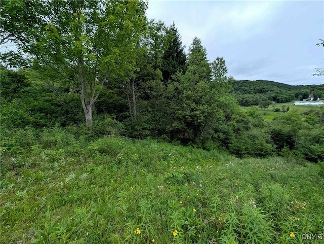 Paynesville Hill Rd, Independence, NY 14897 - photo 36