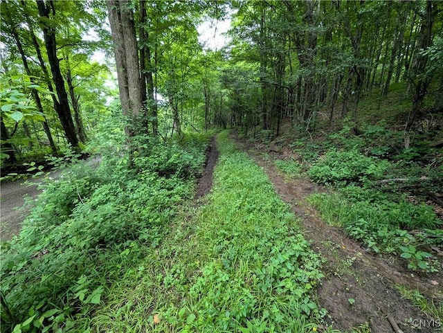 Paynesville Hill Rd, Independence, NY 14897 - photo 41