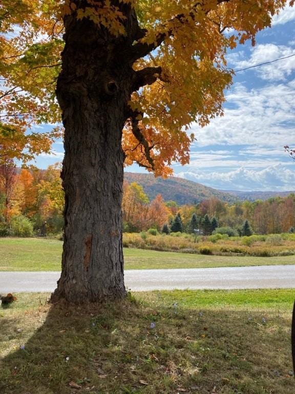 6303 Palmiter Rd, Alfred, NY 14803 - mountain view with a forest