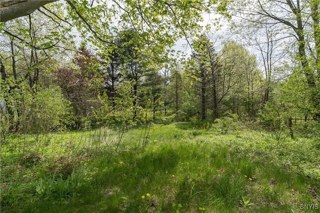 12324 US Route 11, Adams, NY 13606 - view of wooded area
