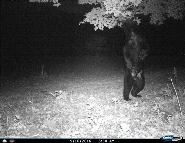 Gregory Hollow Rd, Hamden, NY 13782 - photo 15
