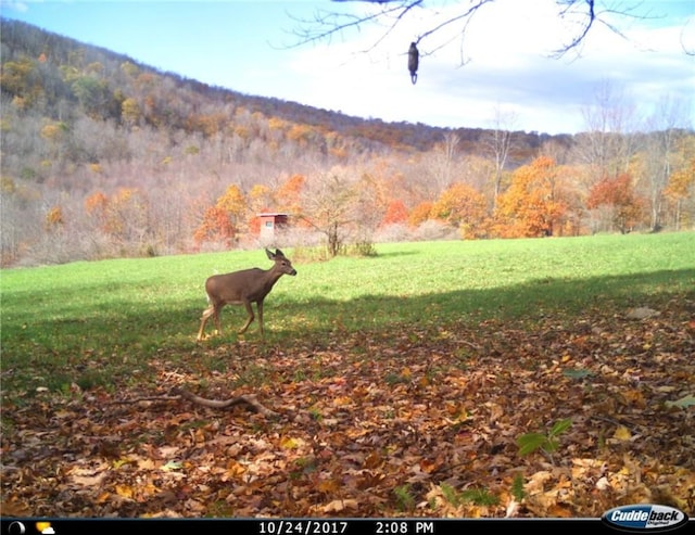 Gregory Hollow Rd, Hamden, NY 13782 - photo 11