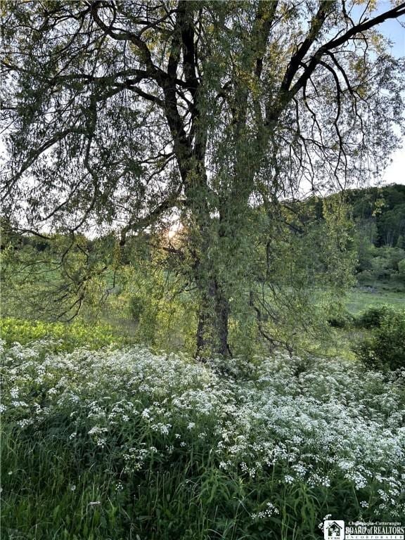 6064 Nys Rte 242 E, Ellicottville, NY 14731 - view of undeveloped land