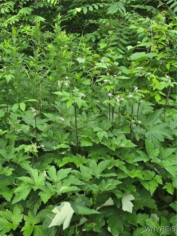 720 Main St, Porter, NY 14174 - view of local wilderness