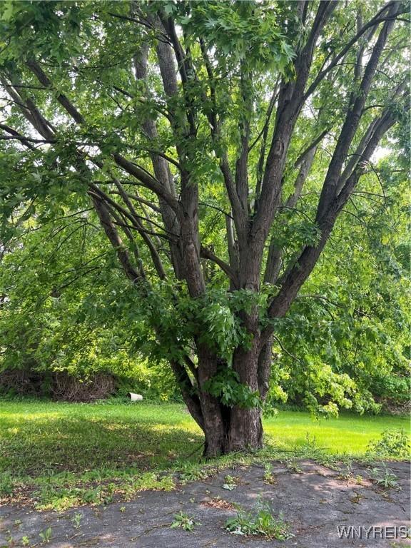 4535 Holley Byron Rd, Clarendon, NY 14470 - view of tree filled area