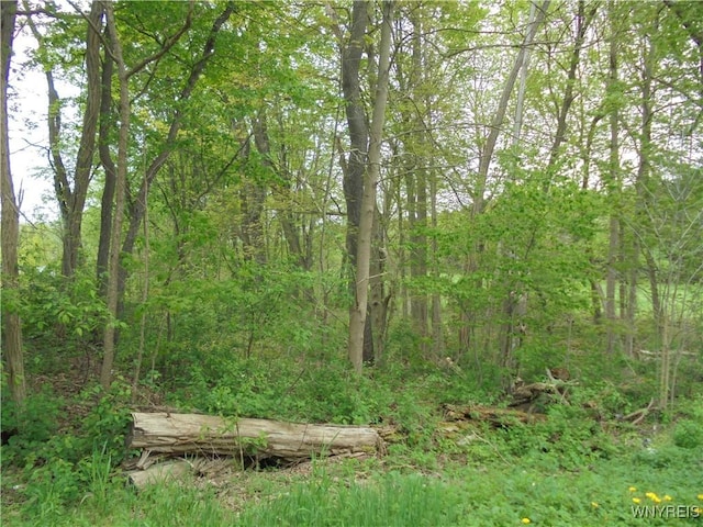 4377 Allegany Rd, Napoli, NY 14755 - photo 11