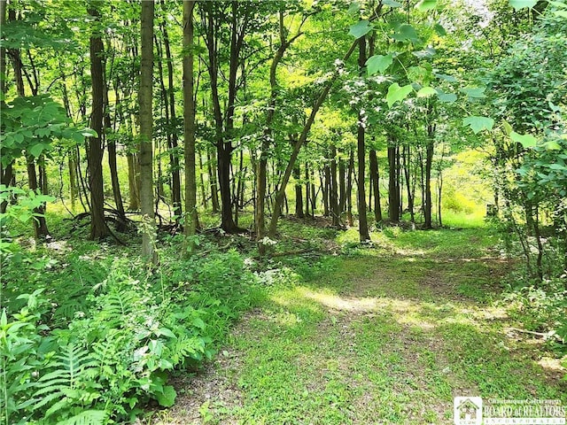 8805 Chautauqua Rd, Pomfret, NY 14063 - view of nature