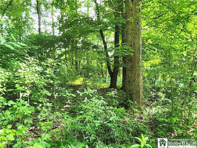 8805 Chautauqua Rd, Pomfret, NY 14063 - view of woods