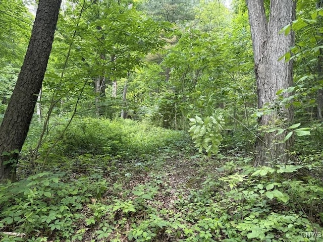 2190 Warren Rd, Italy, NY 14507 - photo 4