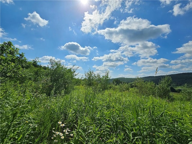 2857 County Route 84, Troupsburg, NY 14885 - view of local wilderness