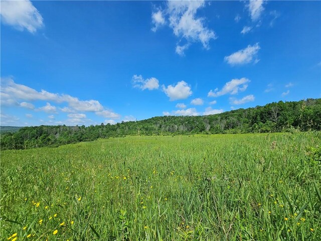 2857 County Route 84, Troupsburg, NY 14885 - view of tree filled area