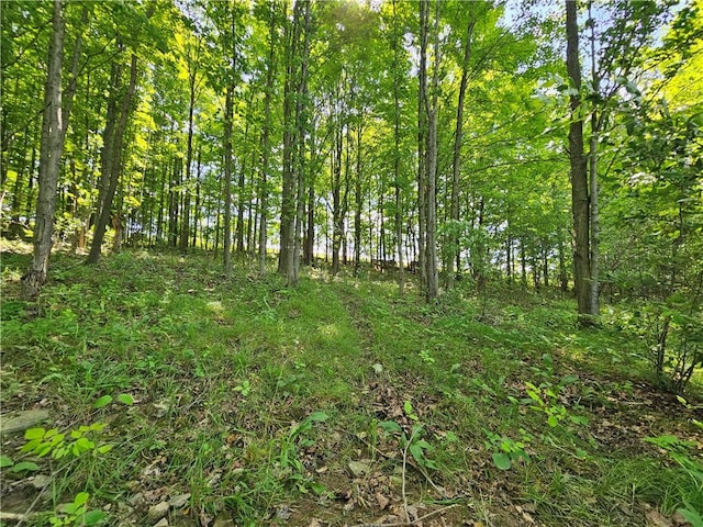 2857 County Route 84, Troupsburg, NY 14885 - view of local wilderness