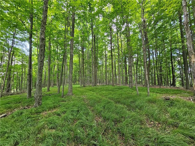 2857 County Route 84, Troupsburg, NY 14885 - view of wooded area