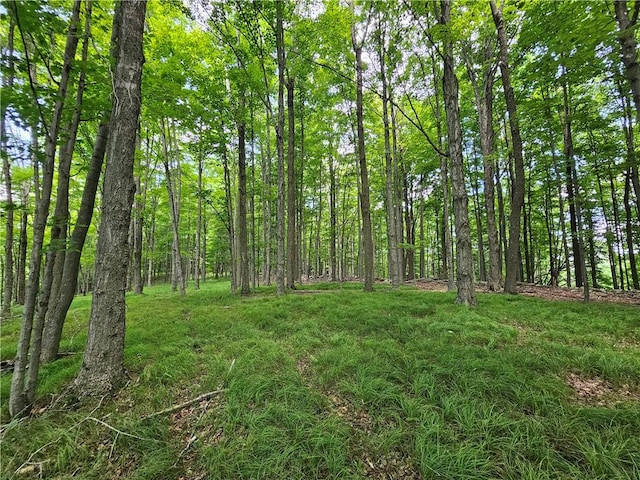 2857 County Route 84, Troupsburg, NY 14885 - view of tree filled area