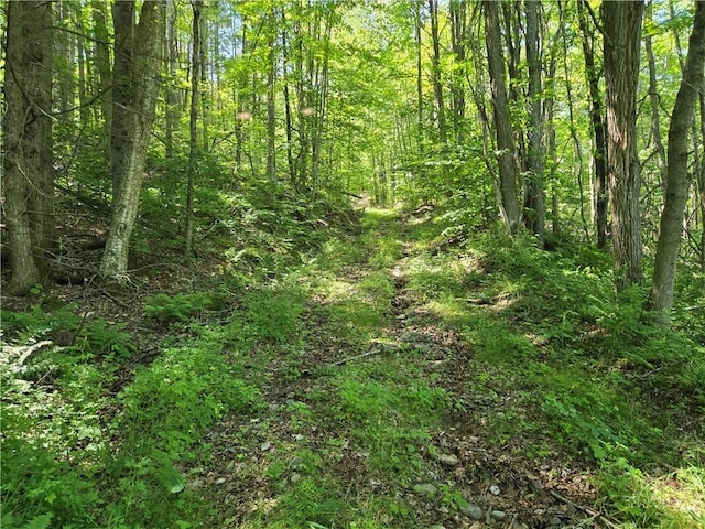 4197 County Highway 26, Colchester, NY 13782 - view of woods