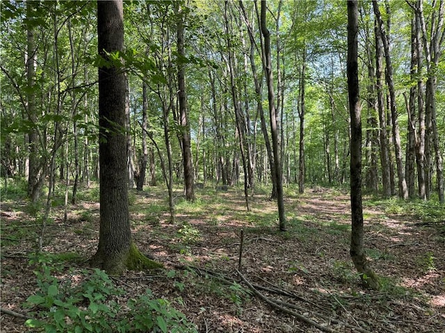 672 Backus Rd, New Lisbon, NY 13415 - view of tree filled area