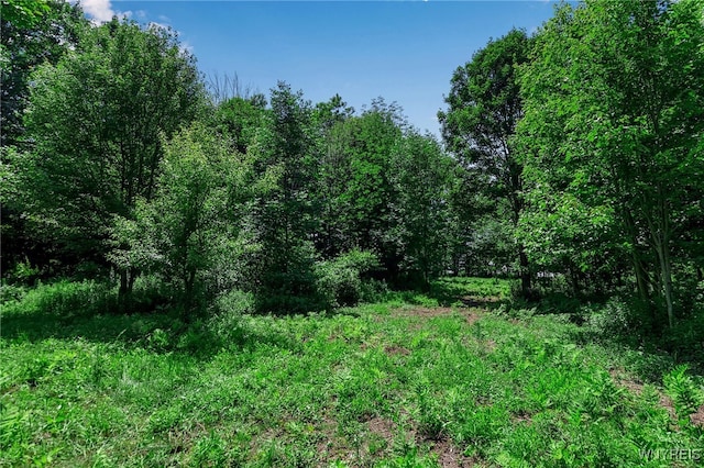 00 Snake Run Rd, East Otto, NY 14729