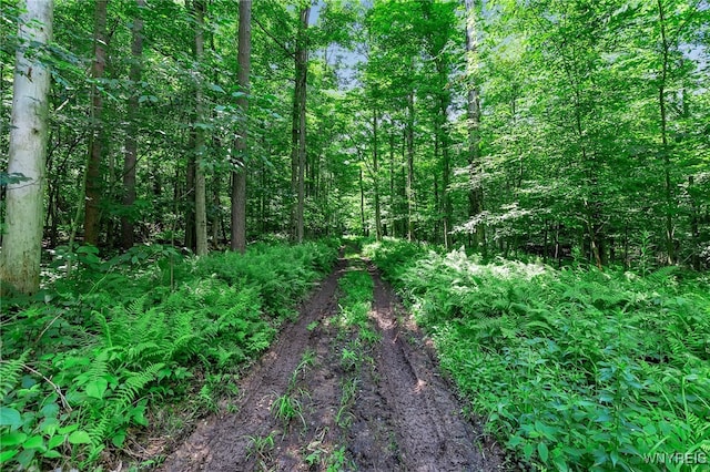 00 Snake Run Rd, East Otto, NY 14729