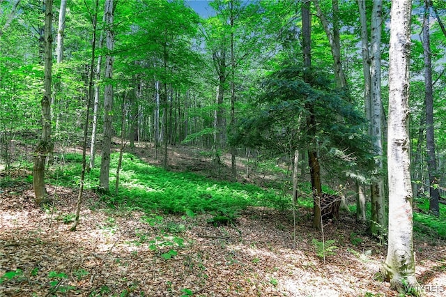 00 Snake Run Rd, East Otto, NY 14729