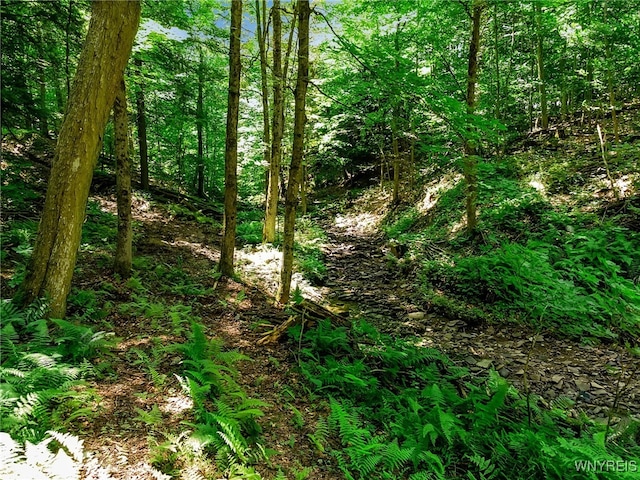 00 Snake Run Rd, East Otto, NY 14729
