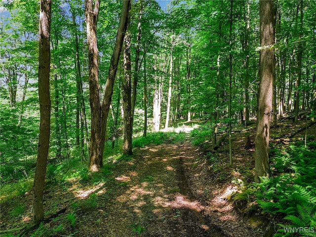 00 Snake Run Rd, East Otto, NY 14729