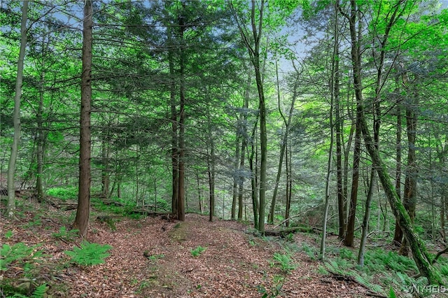 00 Snake Run Rd, East Otto, NY 14729