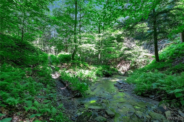 00 Snake Run Rd, East Otto, NY 14729