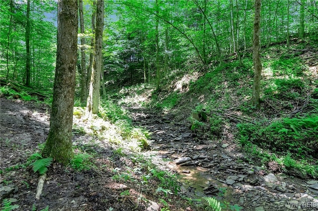 00 Snake Run Rd, East Otto, NY 14729
