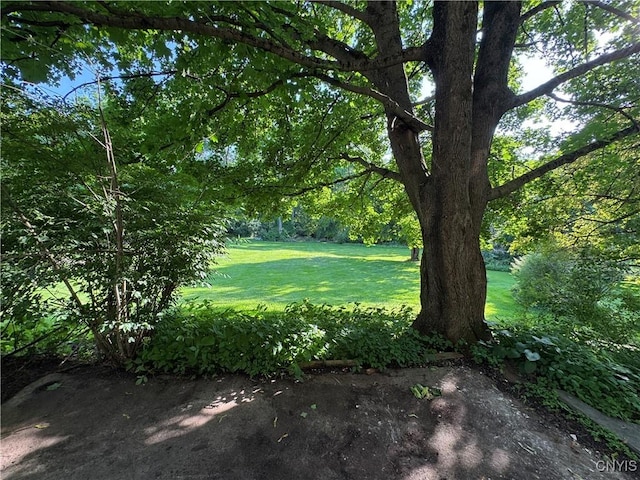 237 E Hamilton Ave, Sherrill, NY 13461 - view of green lawn