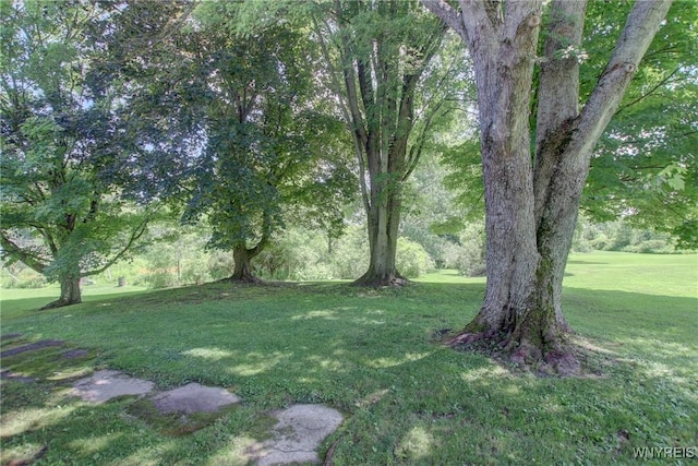 6716 Main St, Cherry Creek, NY 14723 - view of green lawn