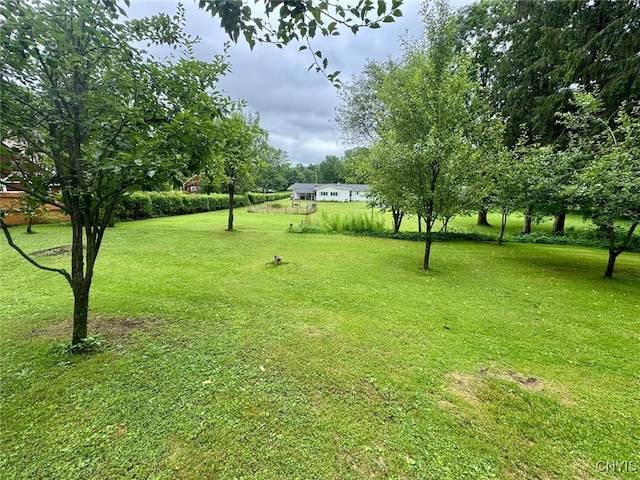16 Locust Ave, Cortland, NY 13045 - view of grassy yard