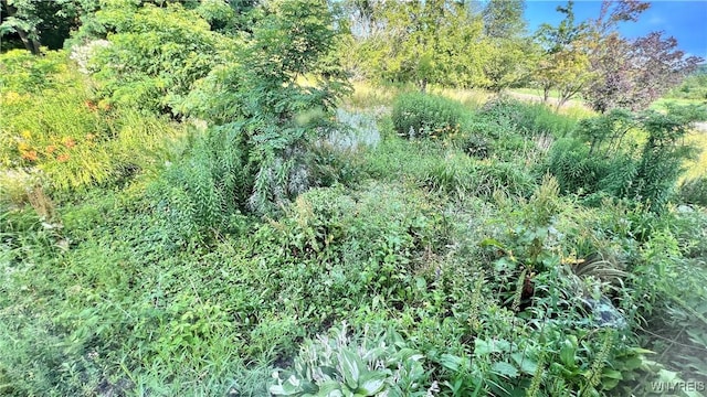 7320 E Flats Rd, East Otto, NY 14729 - view of nature