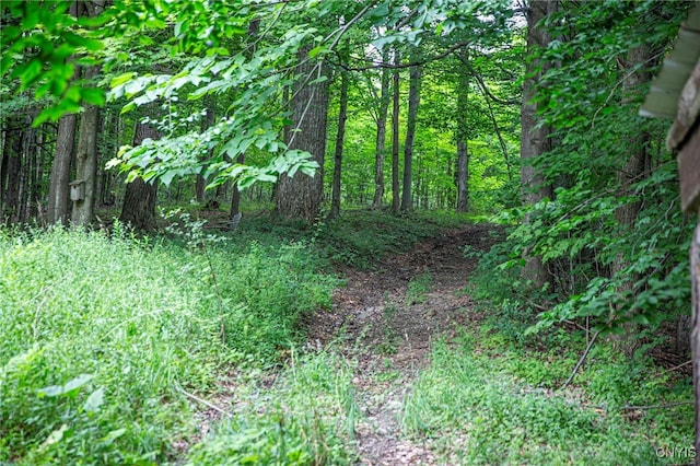 1346 Otisco Valley Rd, Otisco, NY 13110 - view of wooded area