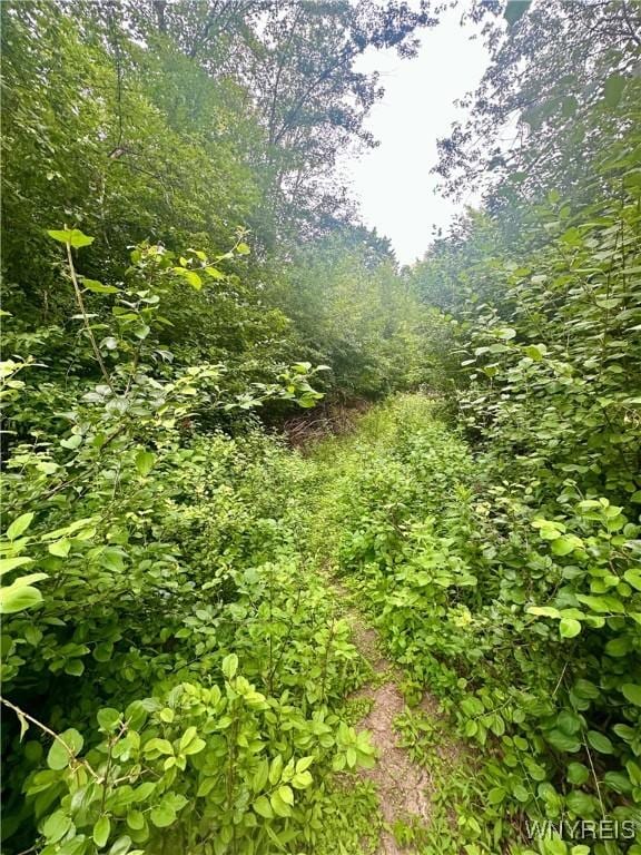1433 Eggert Rd, Amherst, NY 14226 - view of undeveloped land