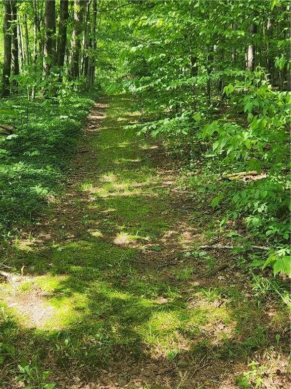 142 John Smith Rd, Pharsalia, NY 13844 - view of nature