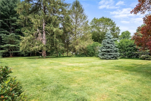11 Walnut St, Phelps, NY 14533 - view of green lawn featuring a forest view