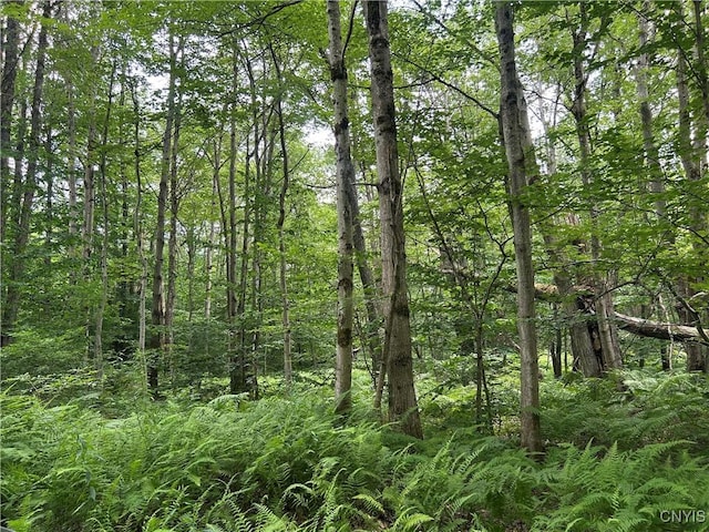 42 Kimball Camp Rd, Orwell, NY 13144 - photo 4