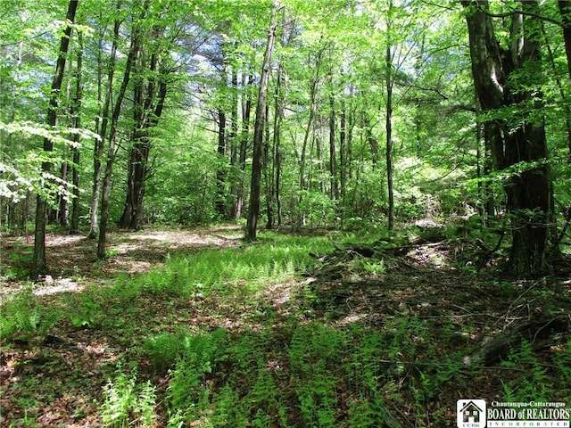 Yankee Rd, Ischua, NY 14743 - photo 19