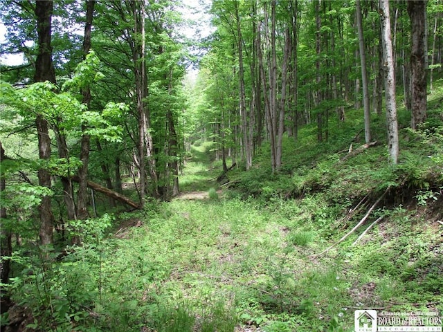 Yankee Rd, Ischua, NY 14743 - photo 27