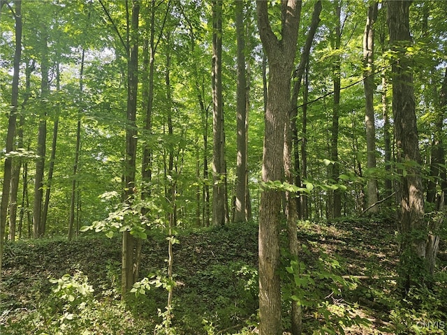 Clinton Rd, Brutus, NY 13166 - photo 7