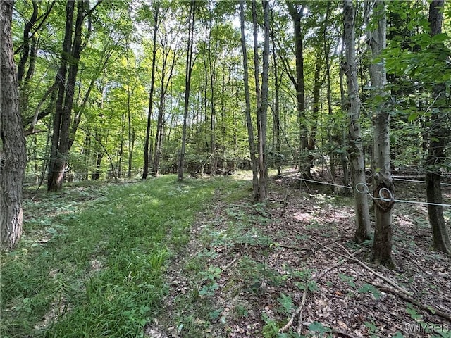 770 W Falls Rd, Aurora, NY 14170 - photo 12
