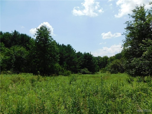 572 Horse Run Rd, Bolivar, NY 14754 - photo 16
