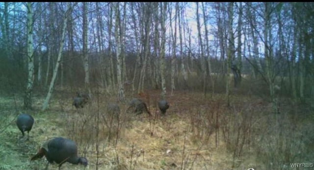 V/L Coleman Rd, Somerset, NY 14012 - photo 14