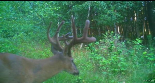 V/L Coleman Rd, Somerset, NY 14012 - photo 18