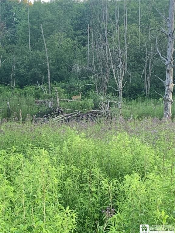 5113 Maple Springs Ellery Rd, Ellery, NY 14712 - photo 45
